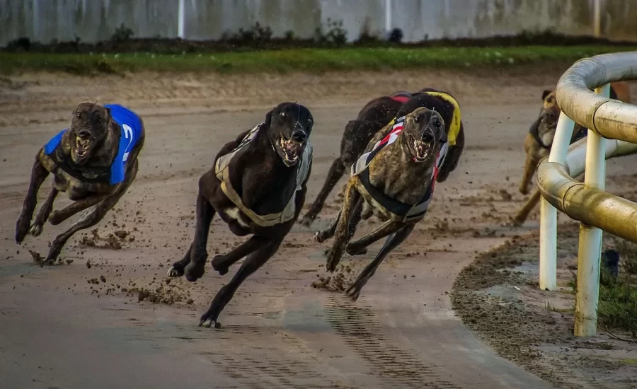 Premier Greyhound Racing signs with UK’s retail betting leaders